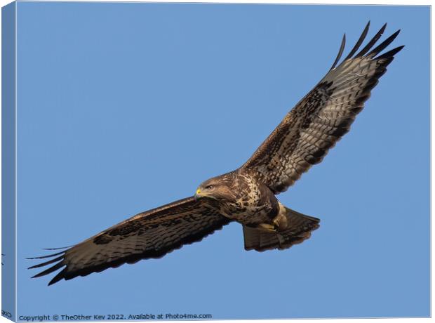 Buzzard in flight Canvas Print by TheOther Kev