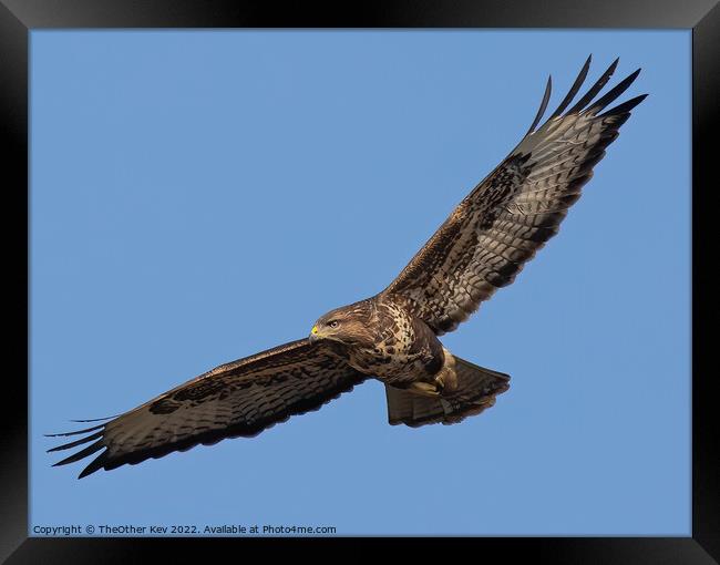 Buzzard in flight Framed Print by TheOther Kev