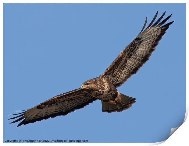Buzzard in flight Print by TheOther Kev