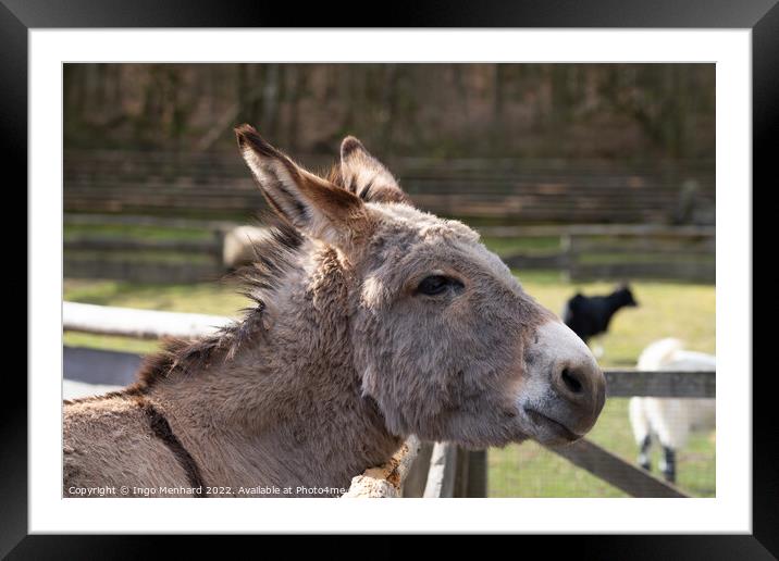 Selective focus shot of a domestic donkey on the f Framed Mounted Print by Ingo Menhard
