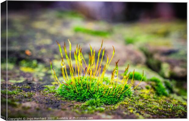 Shallow focus shot of vibrant green moss on rocks Canvas Print by Ingo Menhard