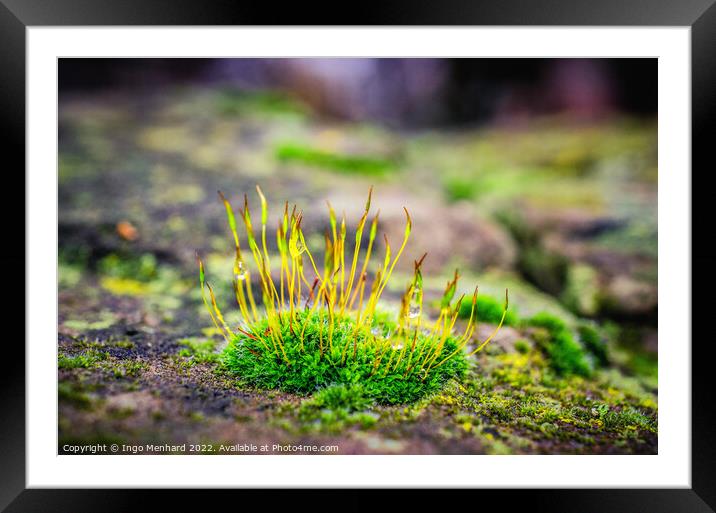 Shallow focus shot of vibrant green moss on rocks Framed Mounted Print by Ingo Menhard