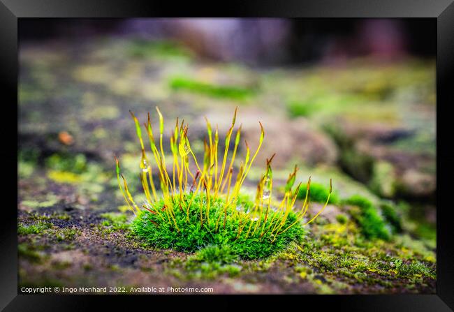 Shallow focus shot of vibrant green moss on rocks Framed Print by Ingo Menhard
