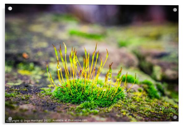 Shallow focus shot of vibrant green moss on rocks Acrylic by Ingo Menhard