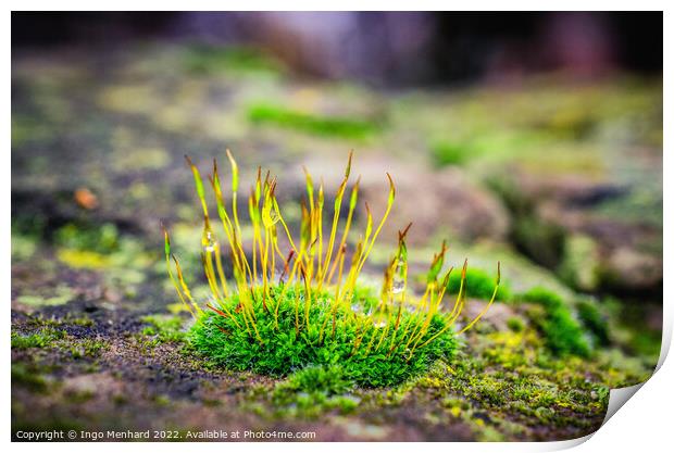 Shallow focus shot of vibrant green moss on rocks Print by Ingo Menhard