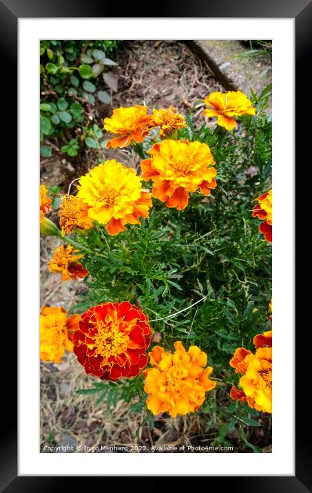 Vertical shot of French Marigolds with green leaves on the background Framed Mounted Print by Ingo Menhard