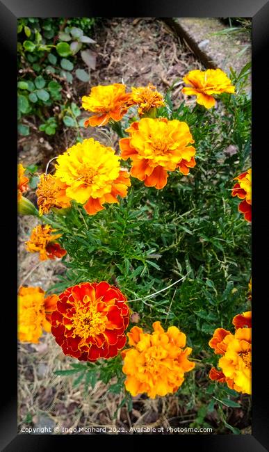 Vertical shot of French Marigolds with green leaves on the background Framed Print by Ingo Menhard