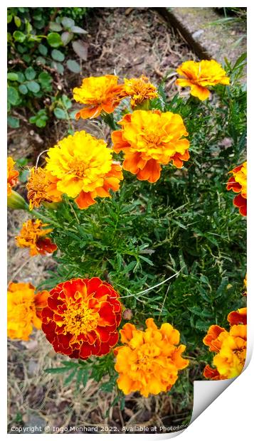 Vertical shot of French Marigolds with green leaves on the background Print by Ingo Menhard