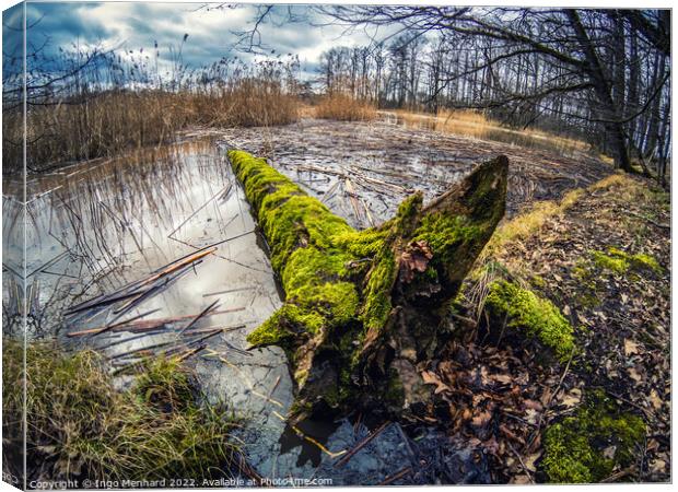 Shot of a fallen old  mossy tree in a lake Canvas Print by Ingo Menhard