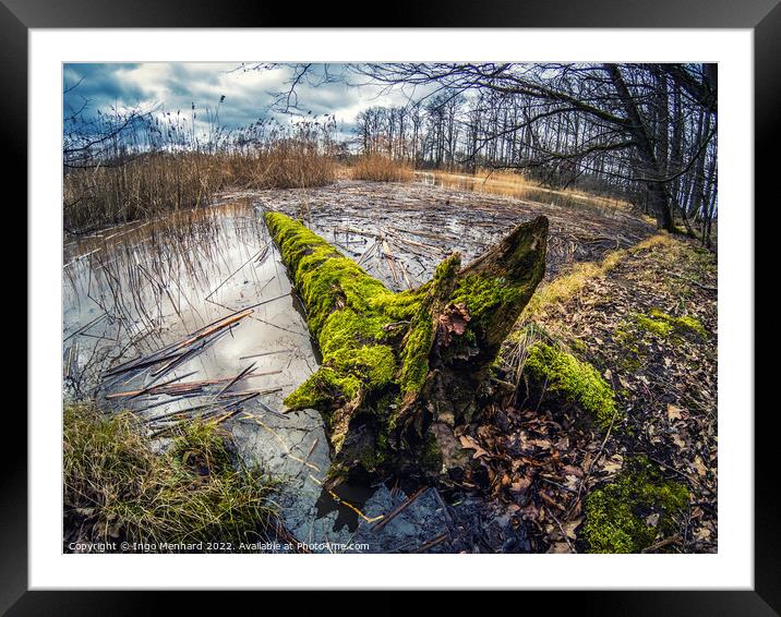 Shot of a fallen old  mossy tree in a lake Framed Mounted Print by Ingo Menhard