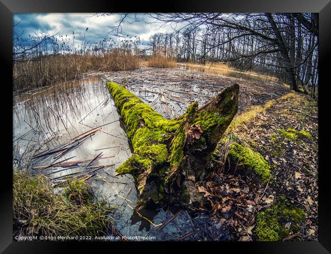 Shot of a fallen old  mossy tree in a lake Framed Print by Ingo Menhard