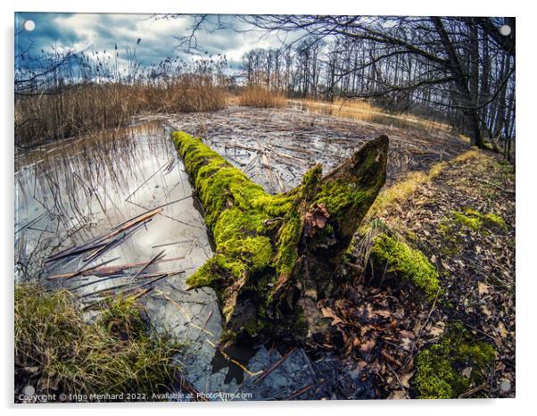 Shot of a fallen old  mossy tree in a lake Acrylic by Ingo Menhard