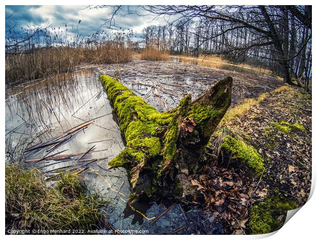 Shot of a fallen old  mossy tree in a lake Print by Ingo Menhard
