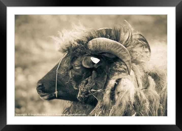 Grayscale shot of a ram with big horns on the farm Framed Mounted Print by Ingo Menhard