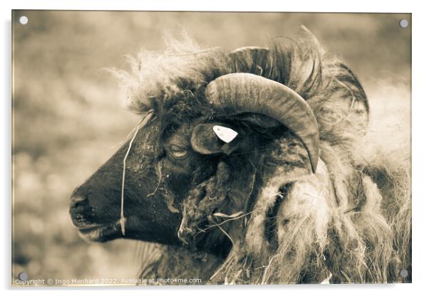Grayscale shot of a ram with big horns on the farm Acrylic by Ingo Menhard