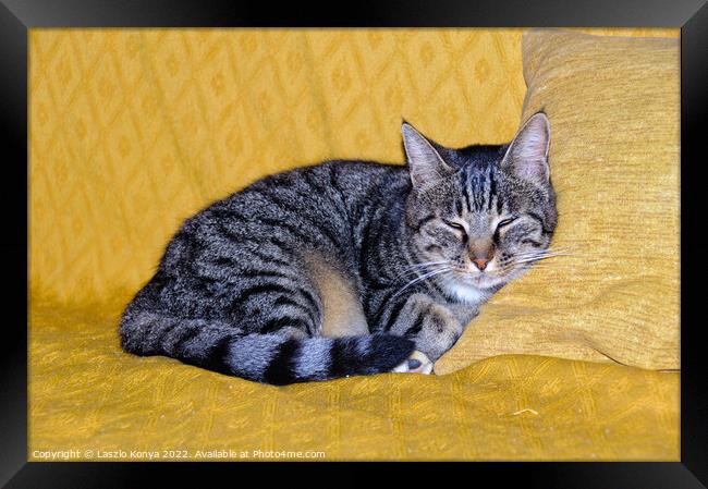 Snoozing cat - Uopini Framed Print by Laszlo Konya