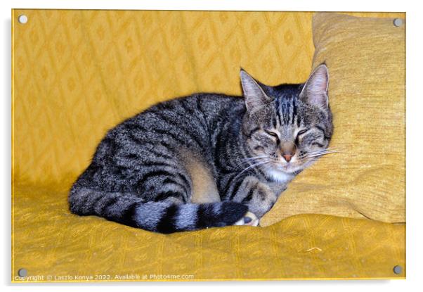 Snoozing cat - Uopini Acrylic by Laszlo Konya
