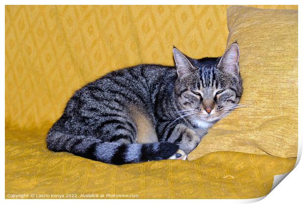 Snoozing cat - Uopini Print by Laszlo Konya