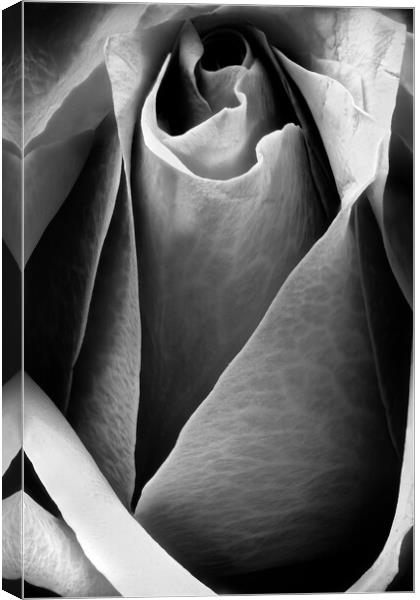 Closeup of a rose in black and white Canvas Print by youri Mahieu