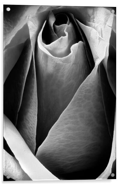 Closeup of a rose in black and white Acrylic by youri Mahieu