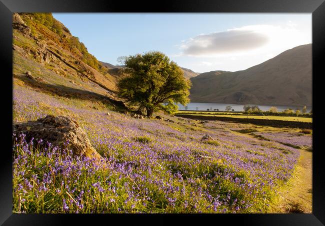 Rannerdale Bluebells Wonderland Framed Print by Richard North