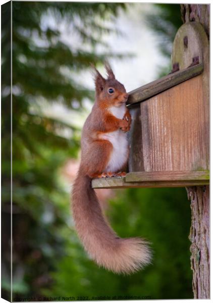 Majestic Red Squirrel in the Lake District Canvas Print by Richard North
