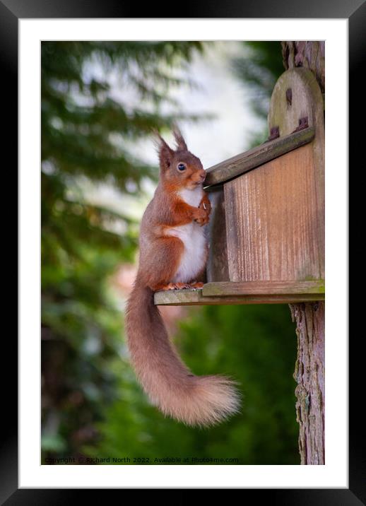 Majestic Red Squirrel in the Lake District Framed Mounted Print by Richard North