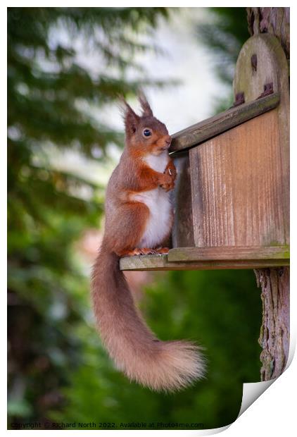 Majestic Red Squirrel in the Lake District Print by Richard North
