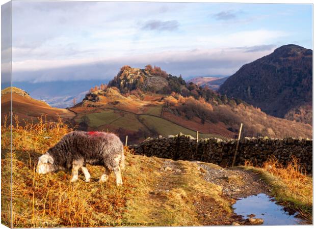 Herdwick Sheep Grazing in Front of Castle Crag Canvas Print by Richard North