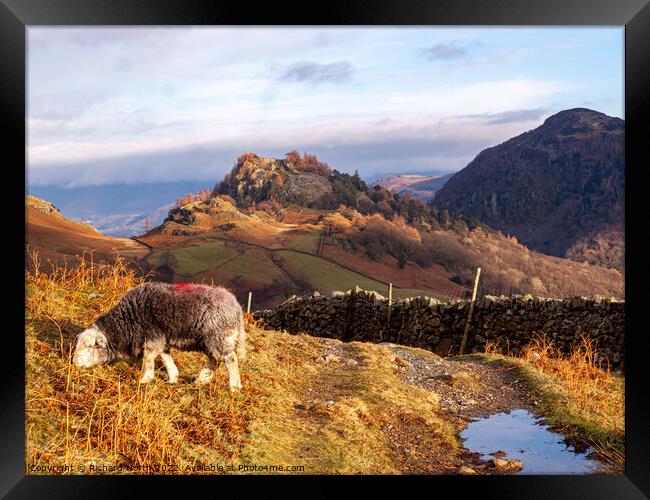 Herdwick Sheep Grazing in Front of Castle Crag Framed Print by Richard North