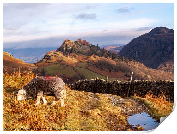 Herdwick Sheep Grazing in Front of Castle Crag Print by Richard North