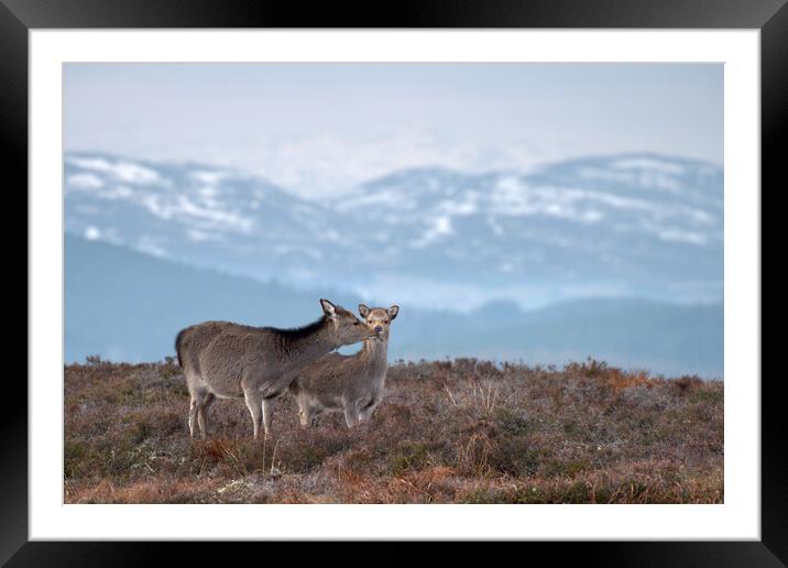 Sika Deer Framed Mounted Print by Macrae Images