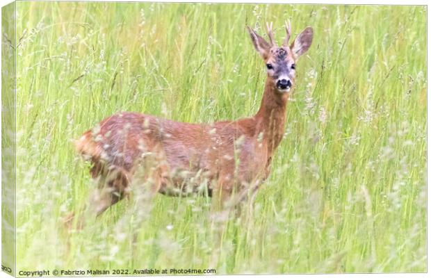 A deer standing in tall grass Canvas Print by Fabrizio Malisan