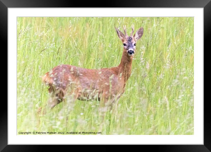 A deer standing in tall grass Framed Mounted Print by Fabrizio Malisan