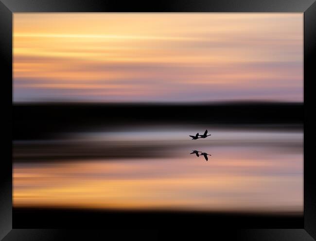 Geese in flight at sunrise Framed Print by TheOther Kev