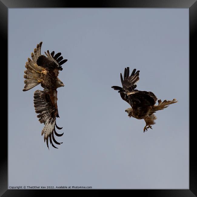 Red kites playing on a grey day Framed Print by TheOther Kev