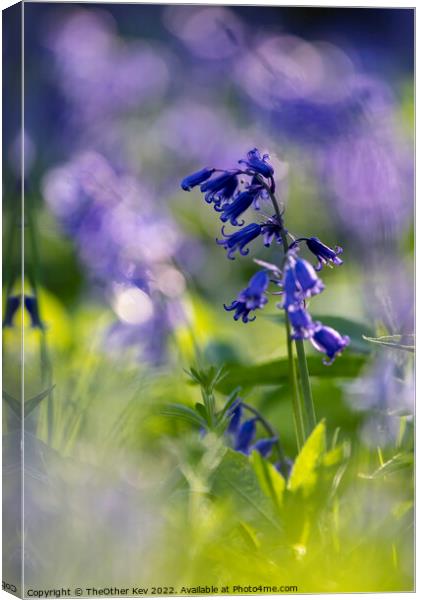 Close up of a Bluebell in a forest Canvas Print by TheOther Kev