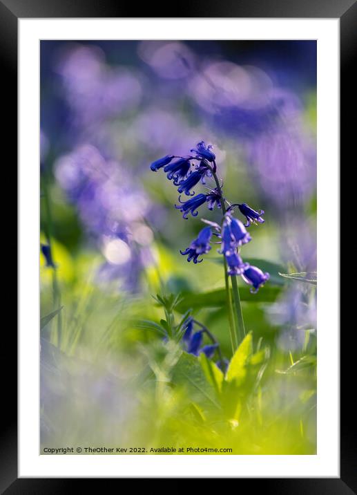 Close up of a Bluebell in a forest Framed Mounted Print by TheOther Kev