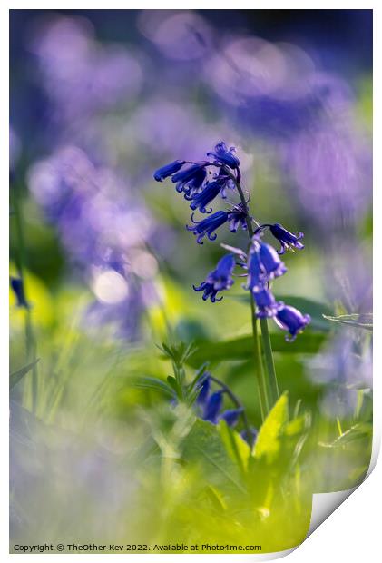 Close up of a Bluebell in a forest Print by TheOther Kev
