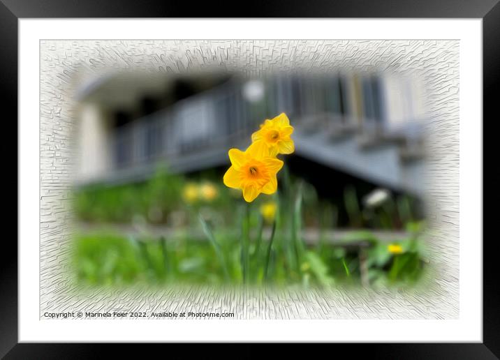 Welcoming yellow flowers Framed Mounted Print by Marinela Feier