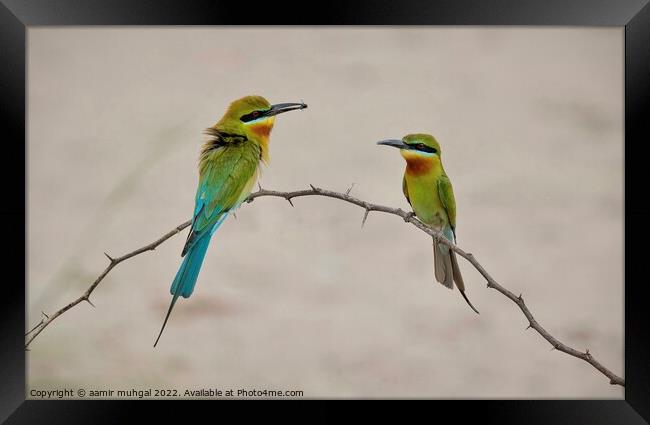 Blue Tail Bee Eater  Framed Print by aamir muhgal