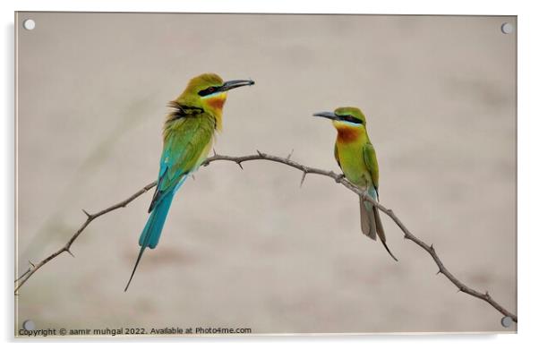 Blue Tail Bee Eater  Acrylic by aamir muhgal