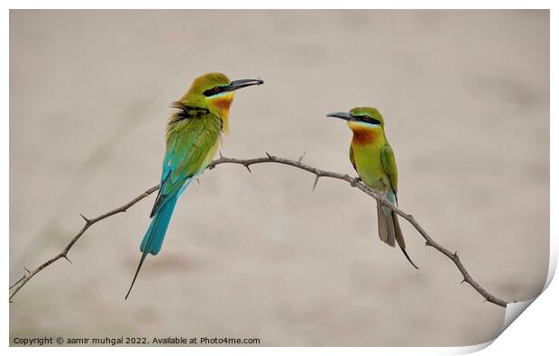 Blue Tail Bee Eater  Print by aamir muhgal