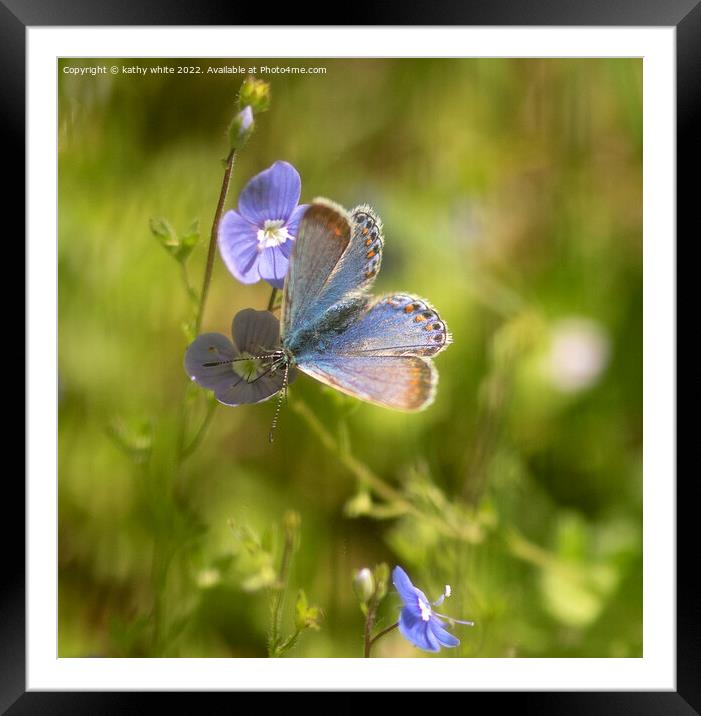The common blue butterfly,  Framed Mounted Print by kathy white