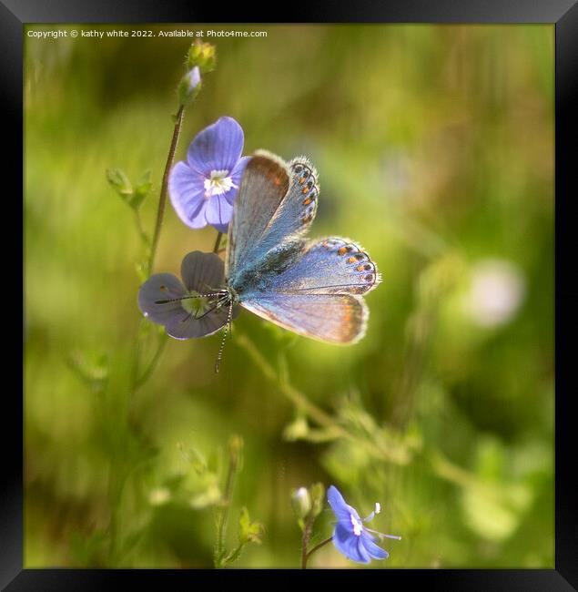 The common blue butterfly,  Framed Print by kathy white