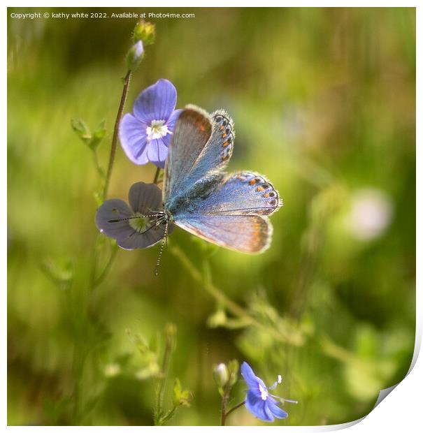 The common blue butterfly,  Print by kathy white