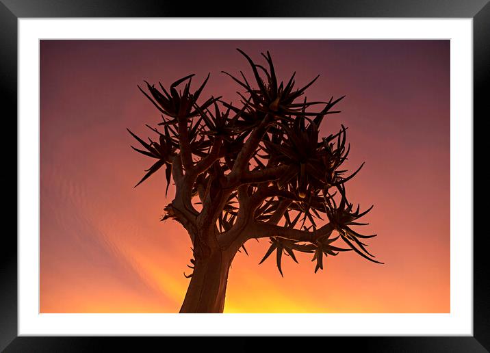 Quiver Tree at Sunset Framed Mounted Print by Arterra 