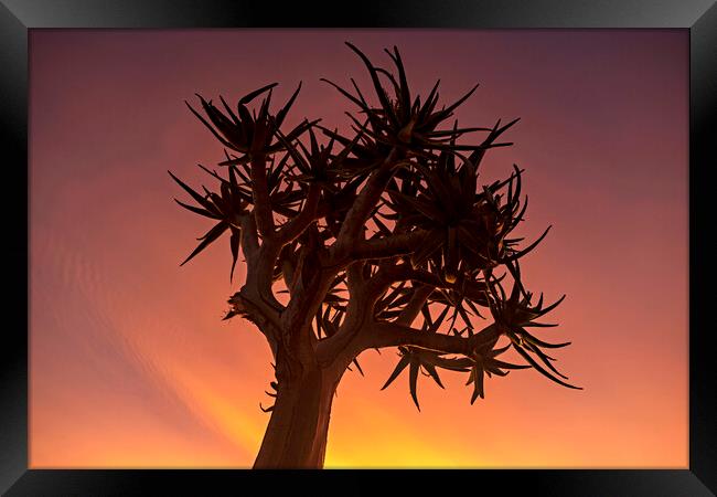 Quiver Tree at Sunset Framed Print by Arterra 
