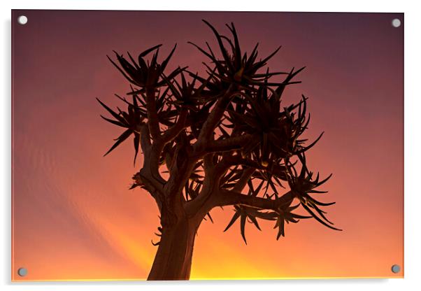 Quiver Tree at Sunset Acrylic by Arterra 
