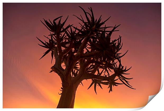 Quiver Tree at Sunset Print by Arterra 